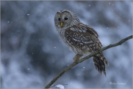 <p>PUŠTÍK BĚLAVÝ (Strix uralensis) sokolnicky vedený /Ural owl - Habichtskauz/</p>